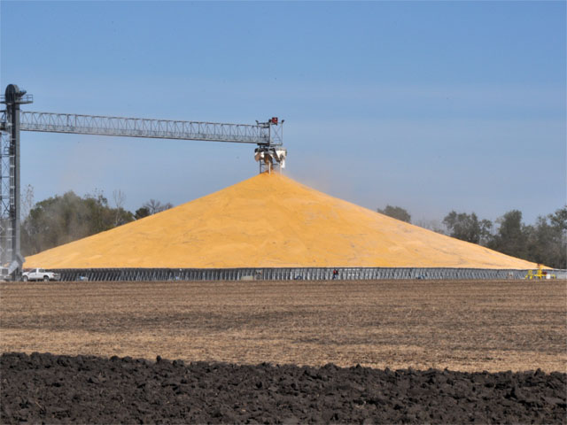 USDA trimmed its national corn production estimate slightly to 13.925 billion bushels in its Crop Production Annual Summary report released on Friday. (DTN file photo by Nick Scalise)
